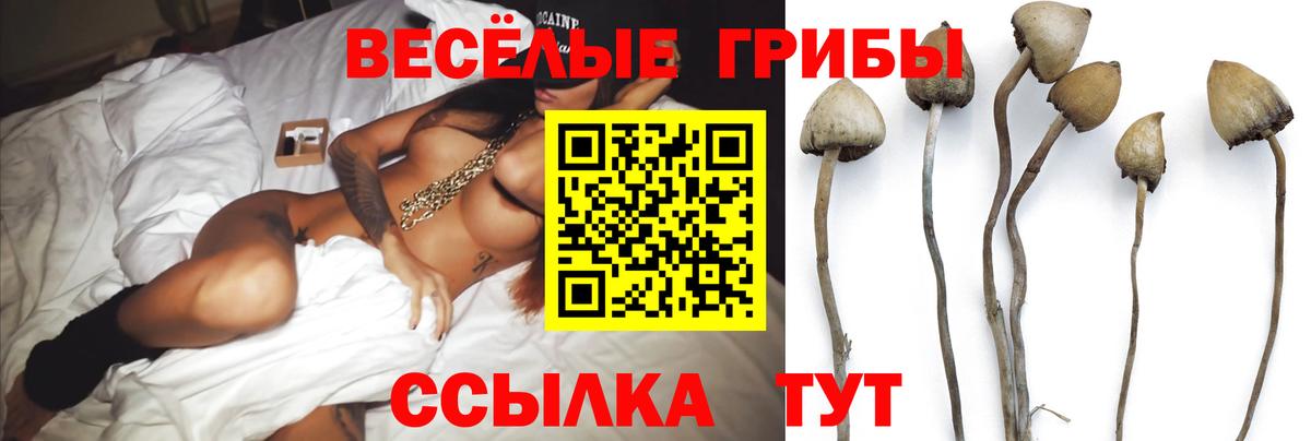 Псилоцибиновые грибы Psilocybe Реутов